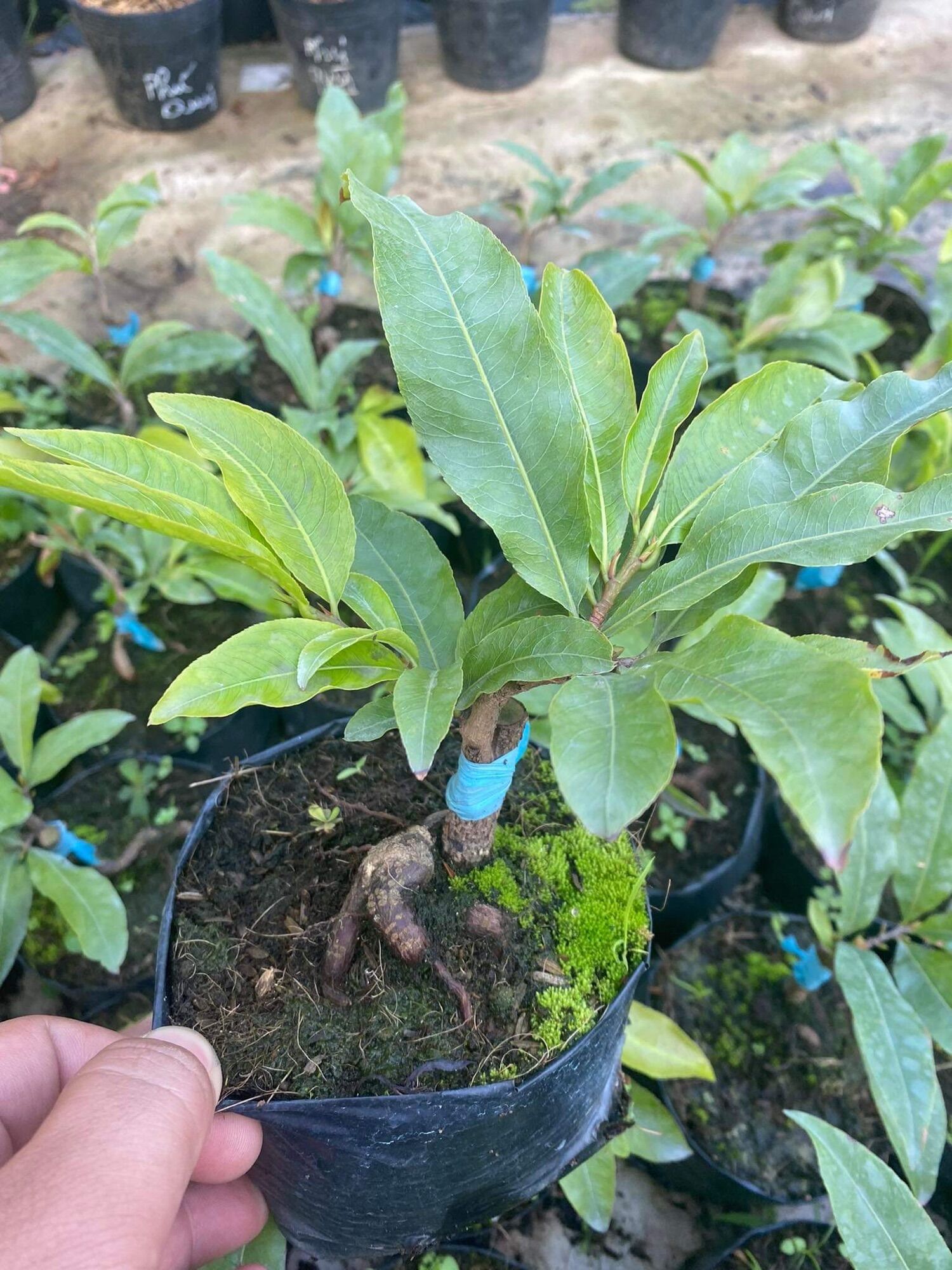 Mai giống Siêu Bông Sài Gòn
