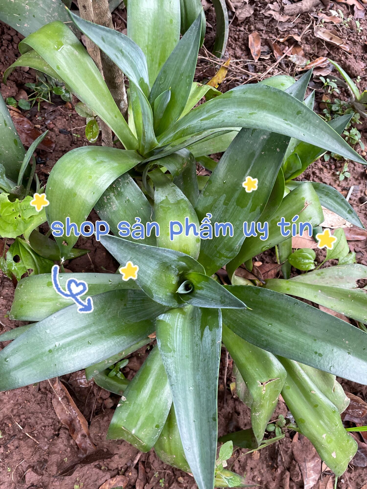 Cây dứa cảnh nam mỹ