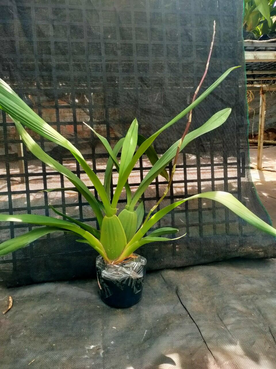 Hoa lan vũ nữ Socola đang nụ, hoa thơm