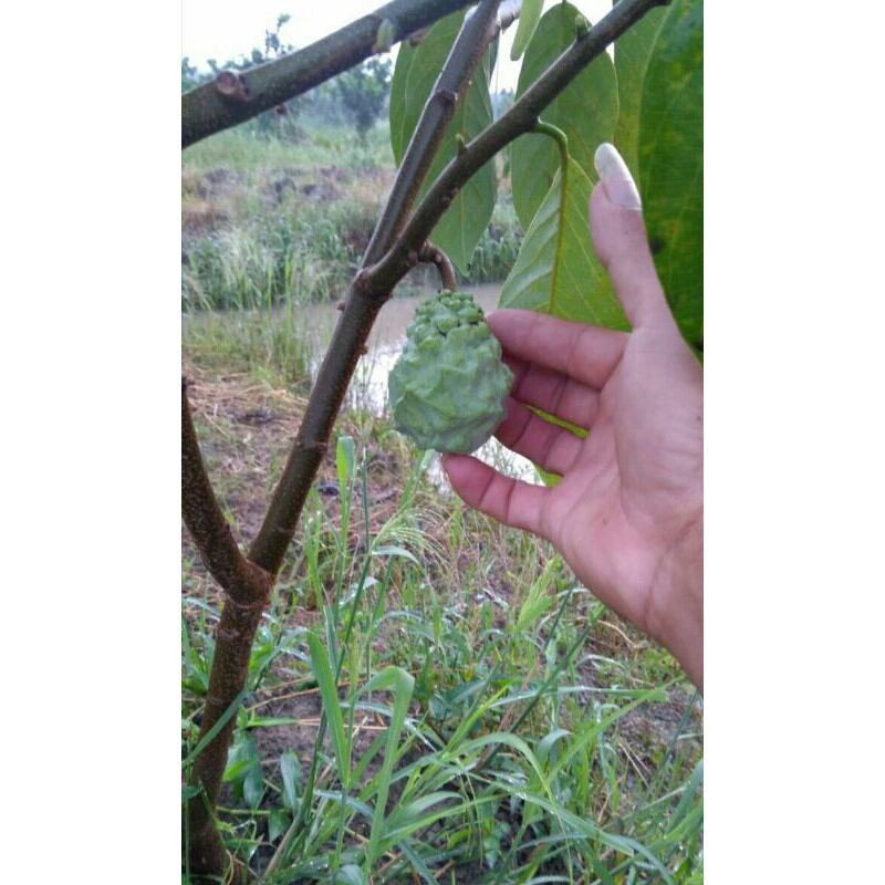 cây giống Na Dứa