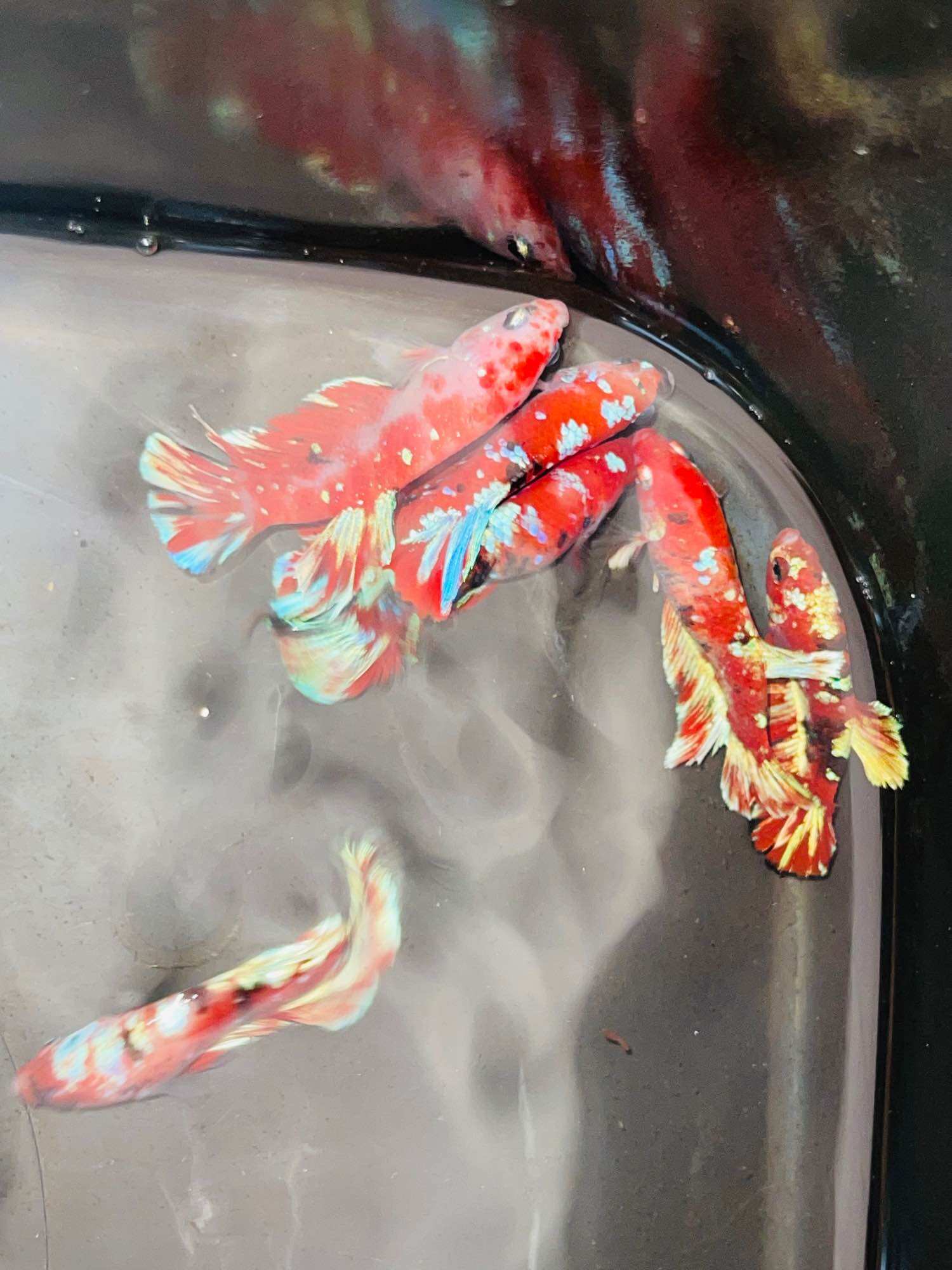 Thuỷ Sinh Betta Koi Red Gold - Hàng siêu phẩm