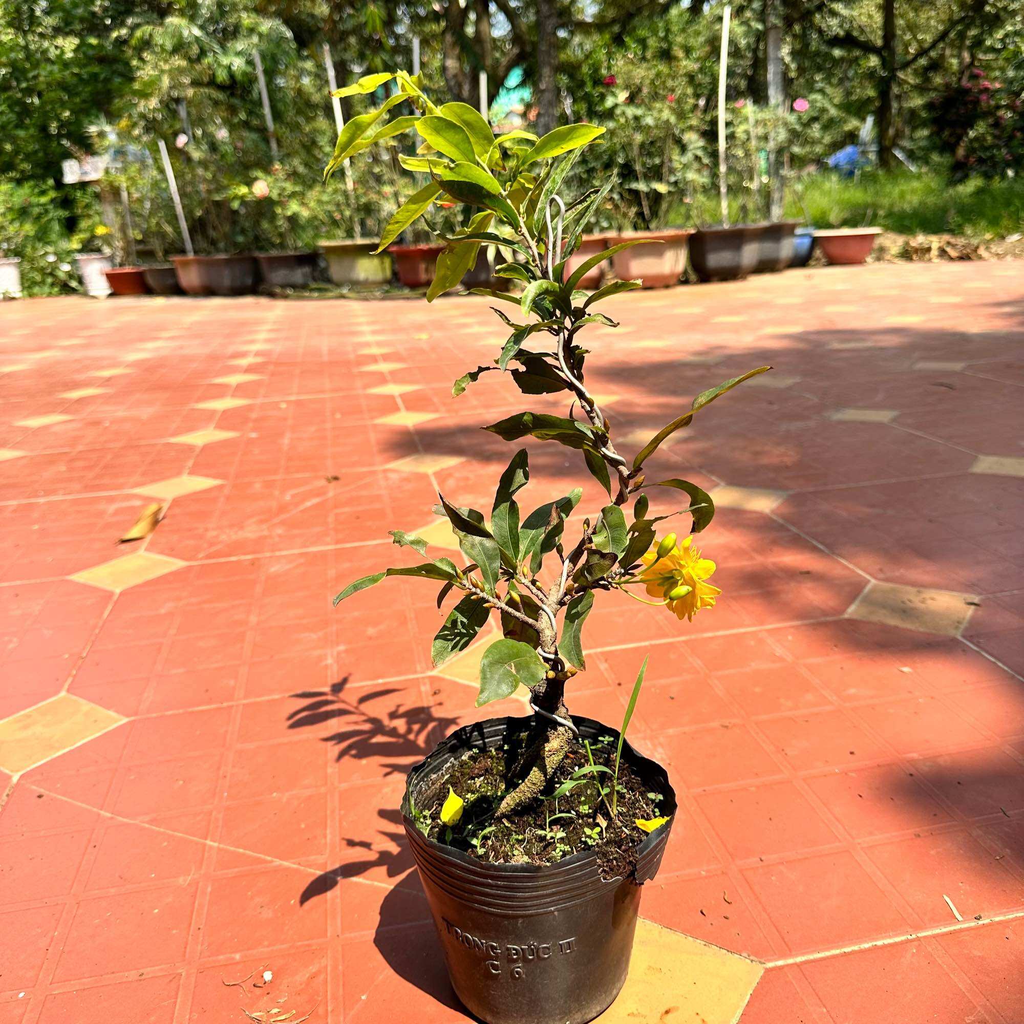 Cây mai đại lộc - bonsai gốc đẹp, đạt 24 cánh