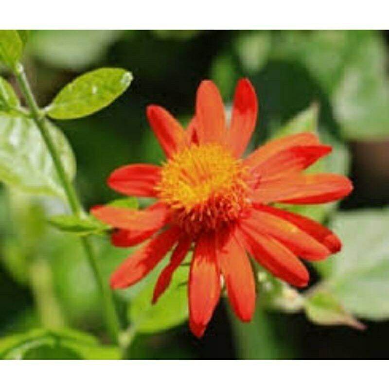 cúc leo Mexico (cây giống Sadec)