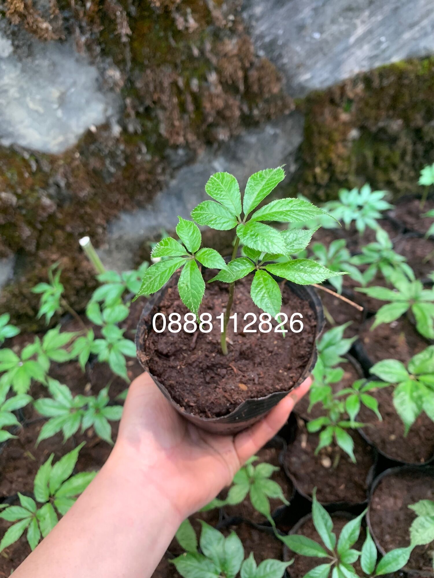 CÂY GIỐNG SÂM NGỌC LINH 2 NĂM TUỔI