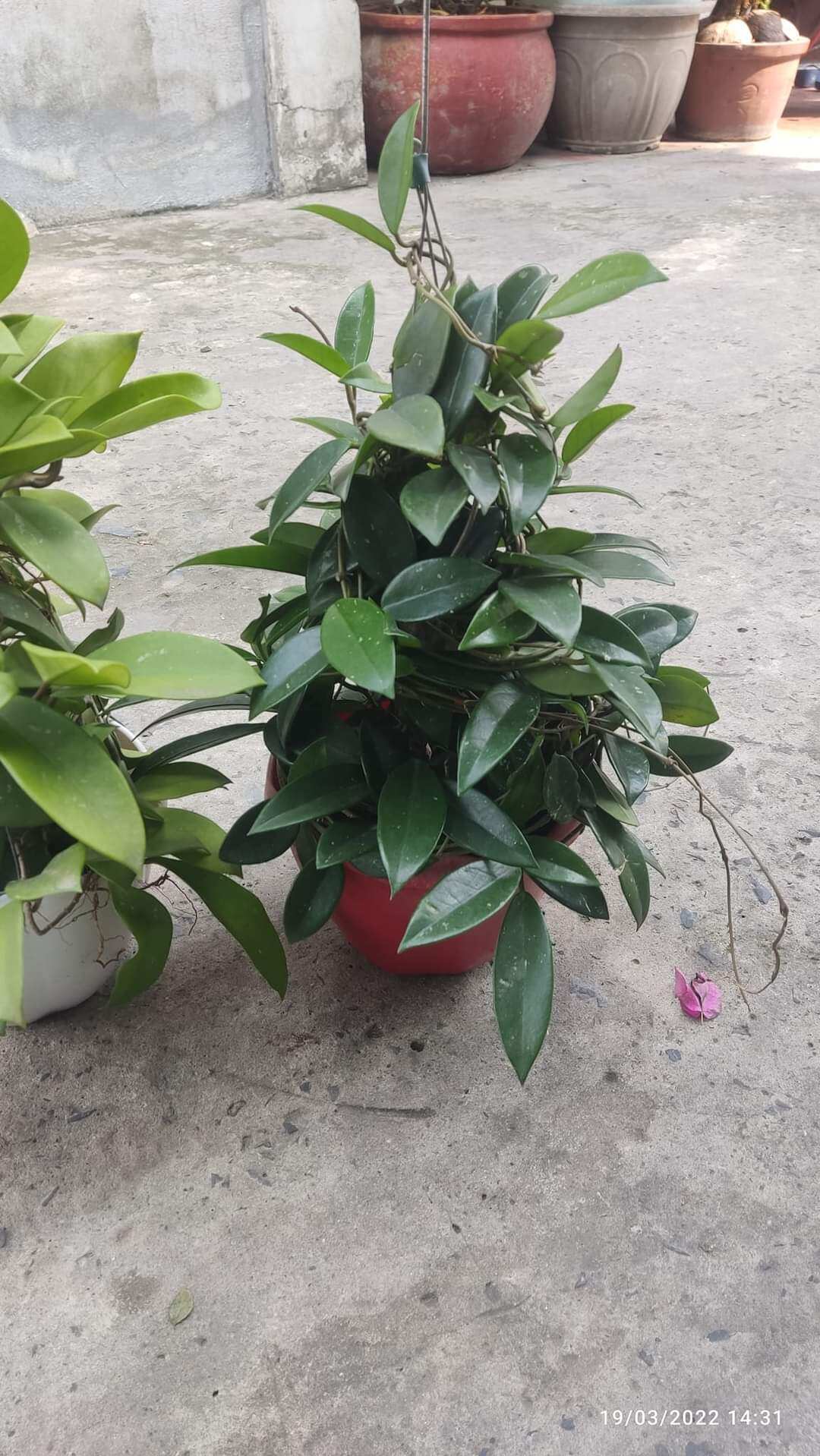 Cẩm cù trắng nhị đỏ hoa thơm sắp hoa