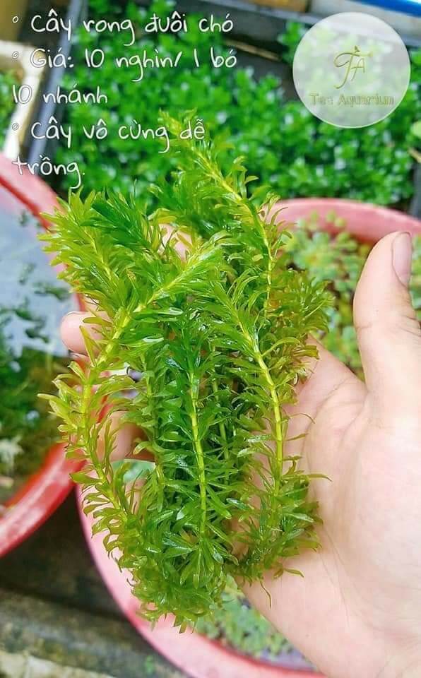 Rong đuôi chó thủy sinh - 1 phần 10 nhánh