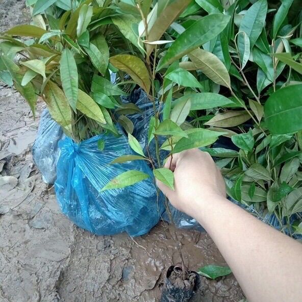 Cây vú sữa