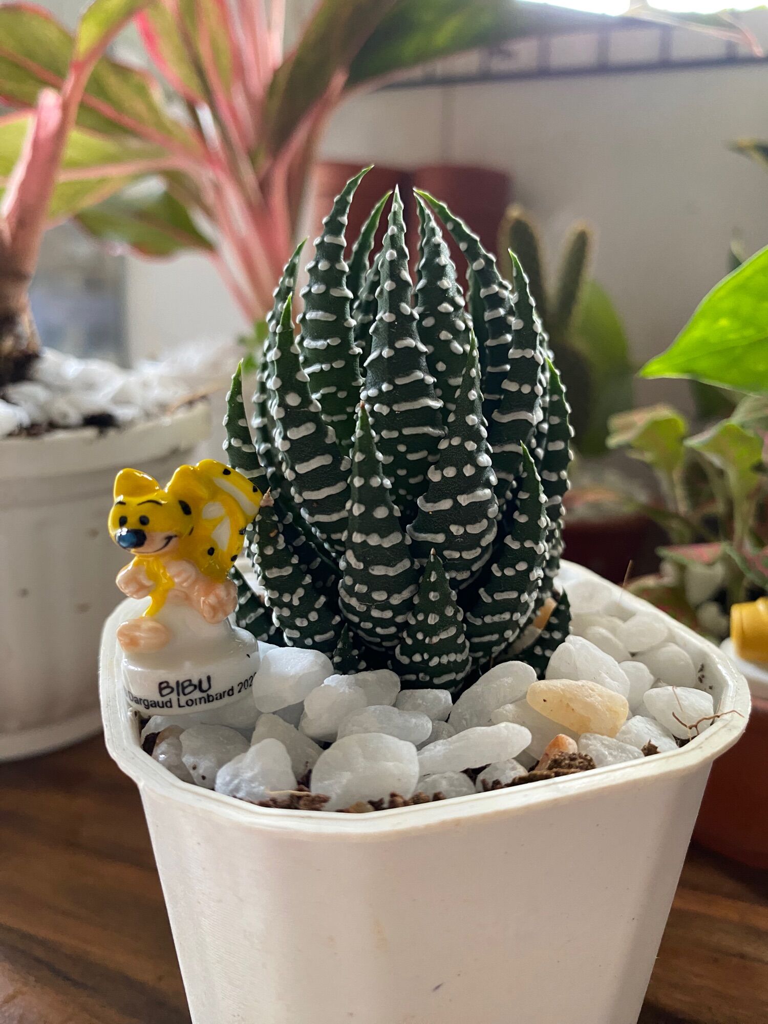 Sen đá móng rồng kèm chậu mr moon.