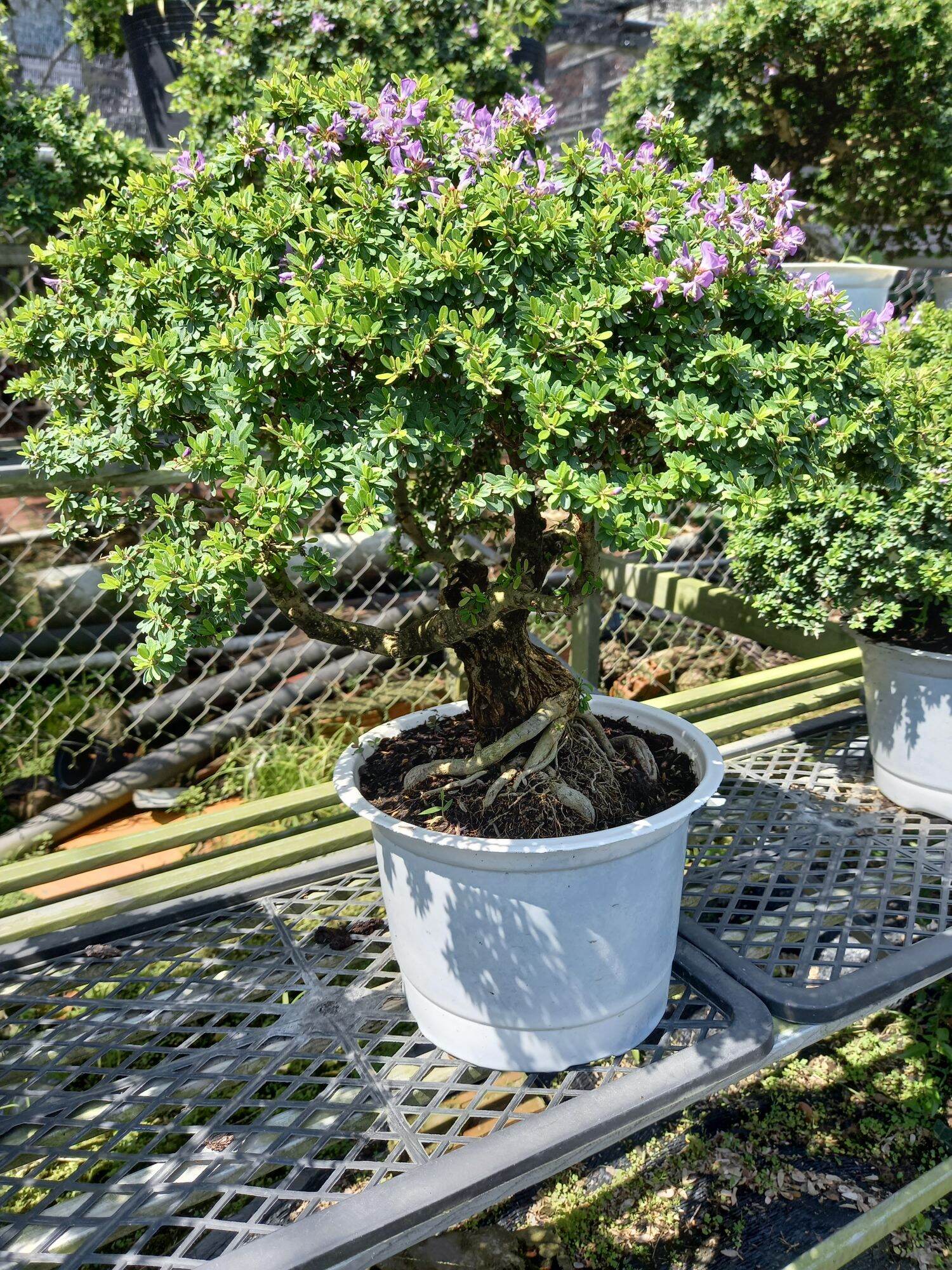 cây linh sam gạo bonsai