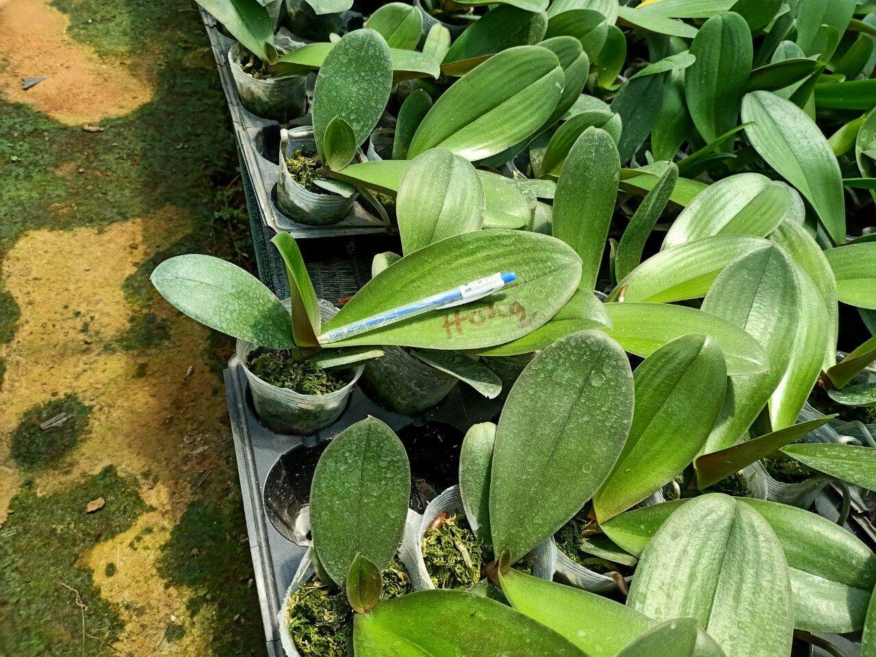lan hồ điệp cốc 2.5 màu ớt đỏ