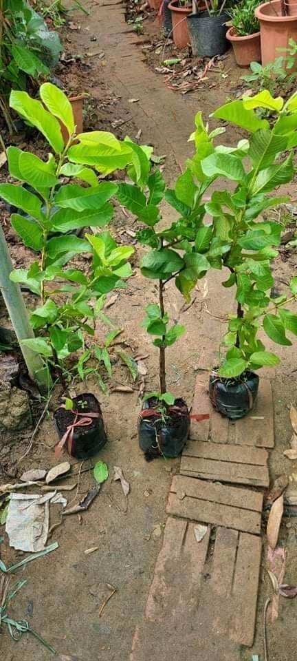 Cây giống ổi lê lùn trồng chậu siêu sớm