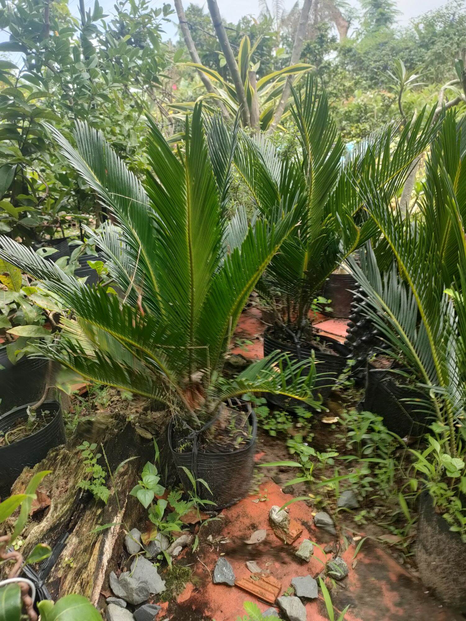 Cây vạn tuế