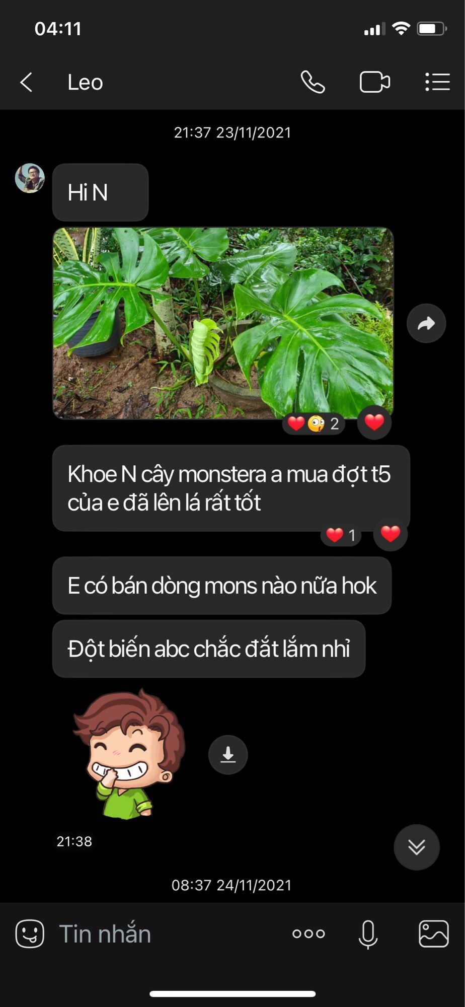 Cây Trầu Bà Lá Xẻ 45-60cm ảnh thật