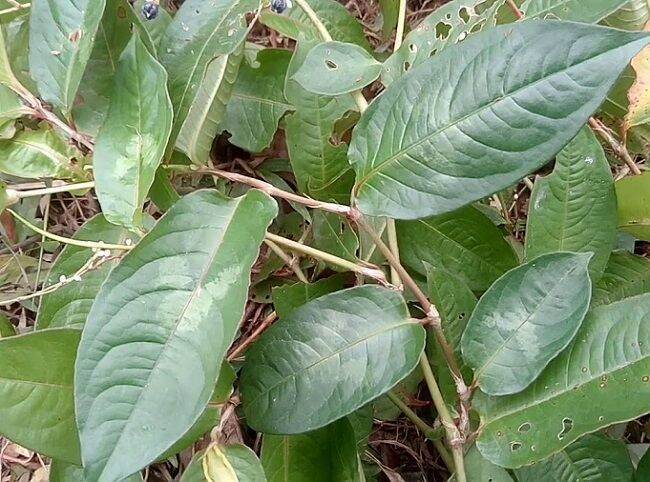 1KG CÂY THỒM LỒM KHÔ