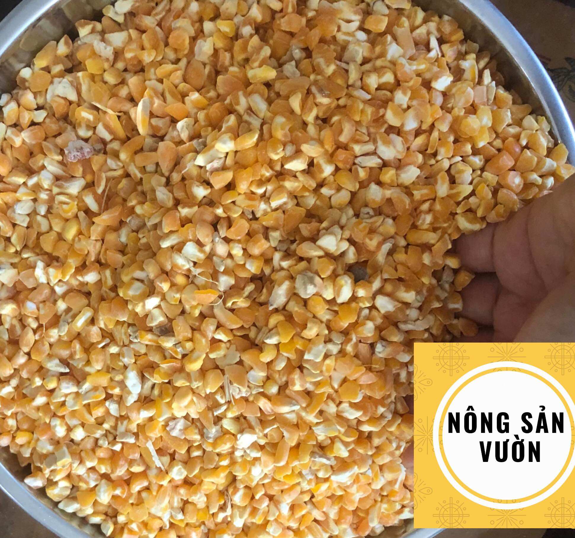 [HCM]Bắp bể to bể đôi 1kg