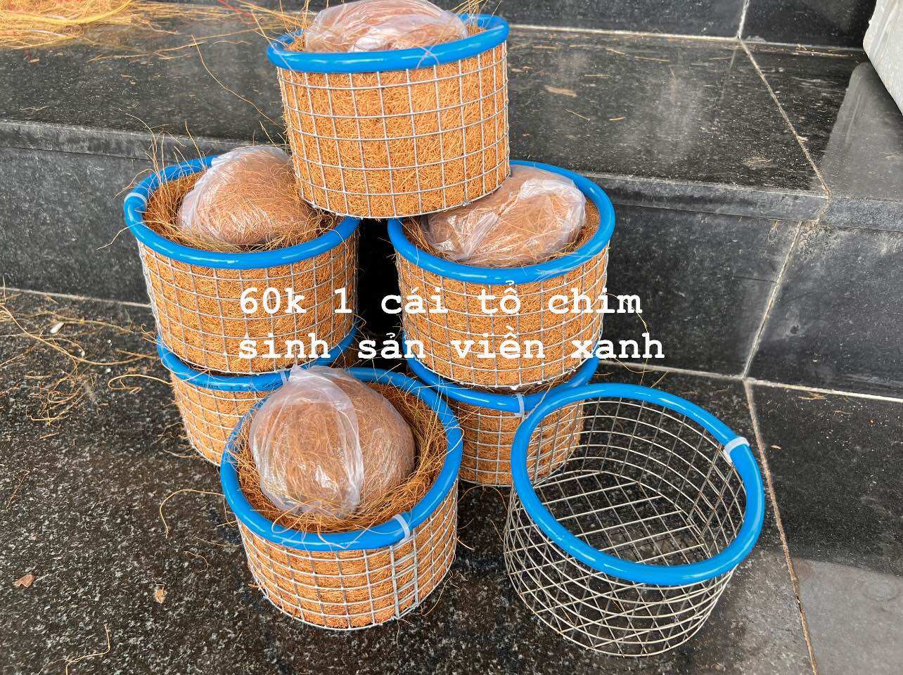 Tổ chim chào mào sinh sản VIP pro