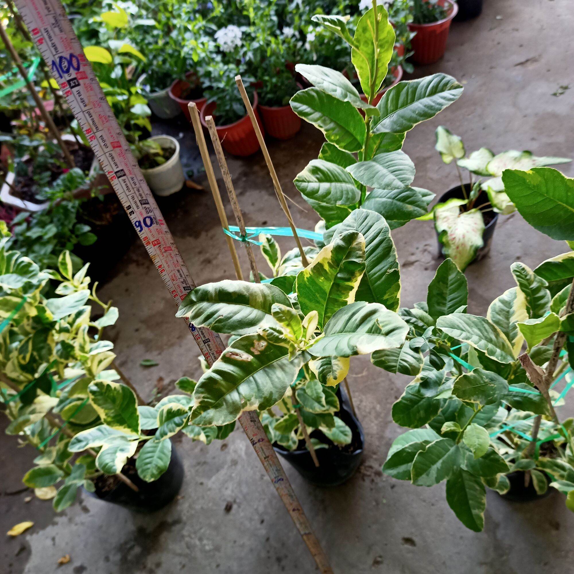 Cây chanh cẩm thạch
