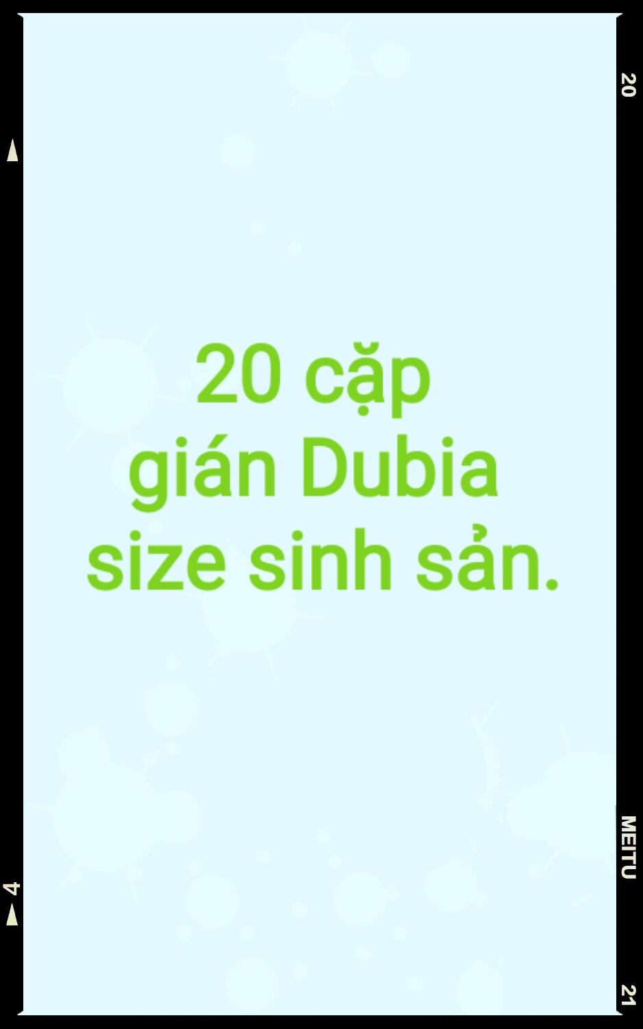 Hộp 20 cặp gián Dubia size sinh sản gồm 20 mái và 22 trống.