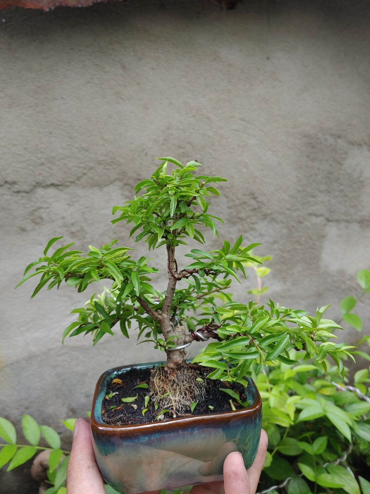 Mai chiếu thủy bonsai mini SIÊU BÔNG TẶNG CHẬU
