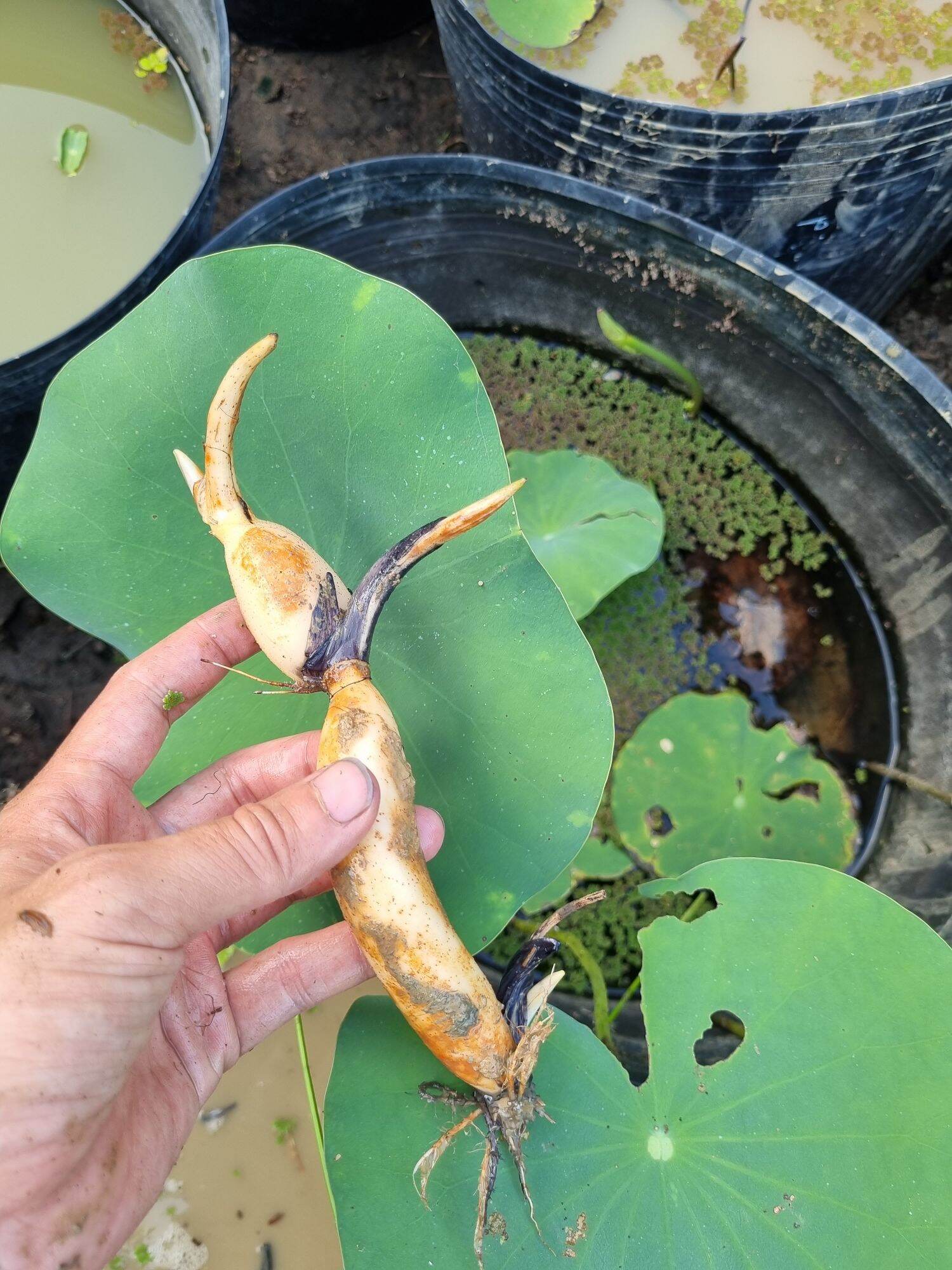 củ giống sen juwaba