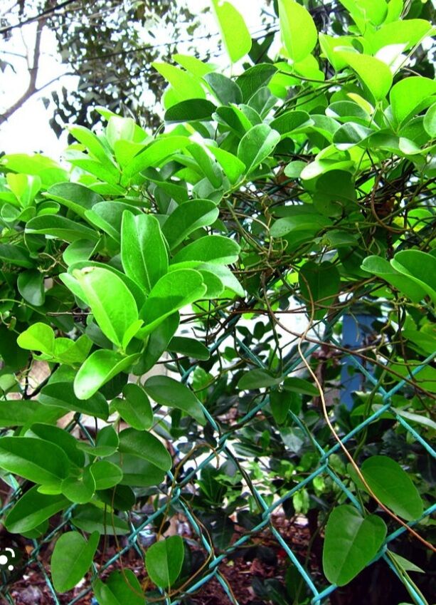 cây sâm lá láng sâm vò chậu cây giống sâm làm thạch ăn mát.