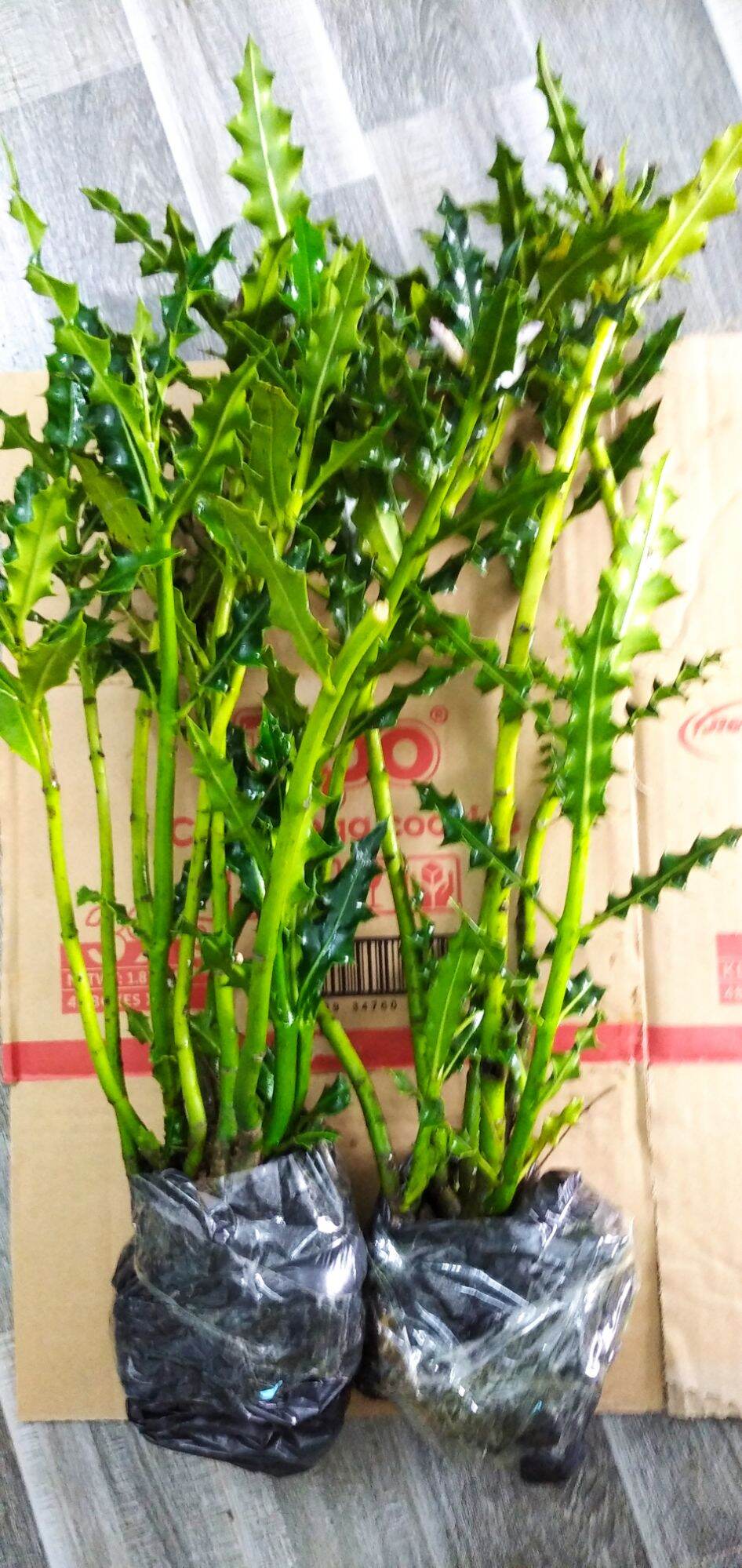 Cây ô rô giống như hình.lh 097.118.3688