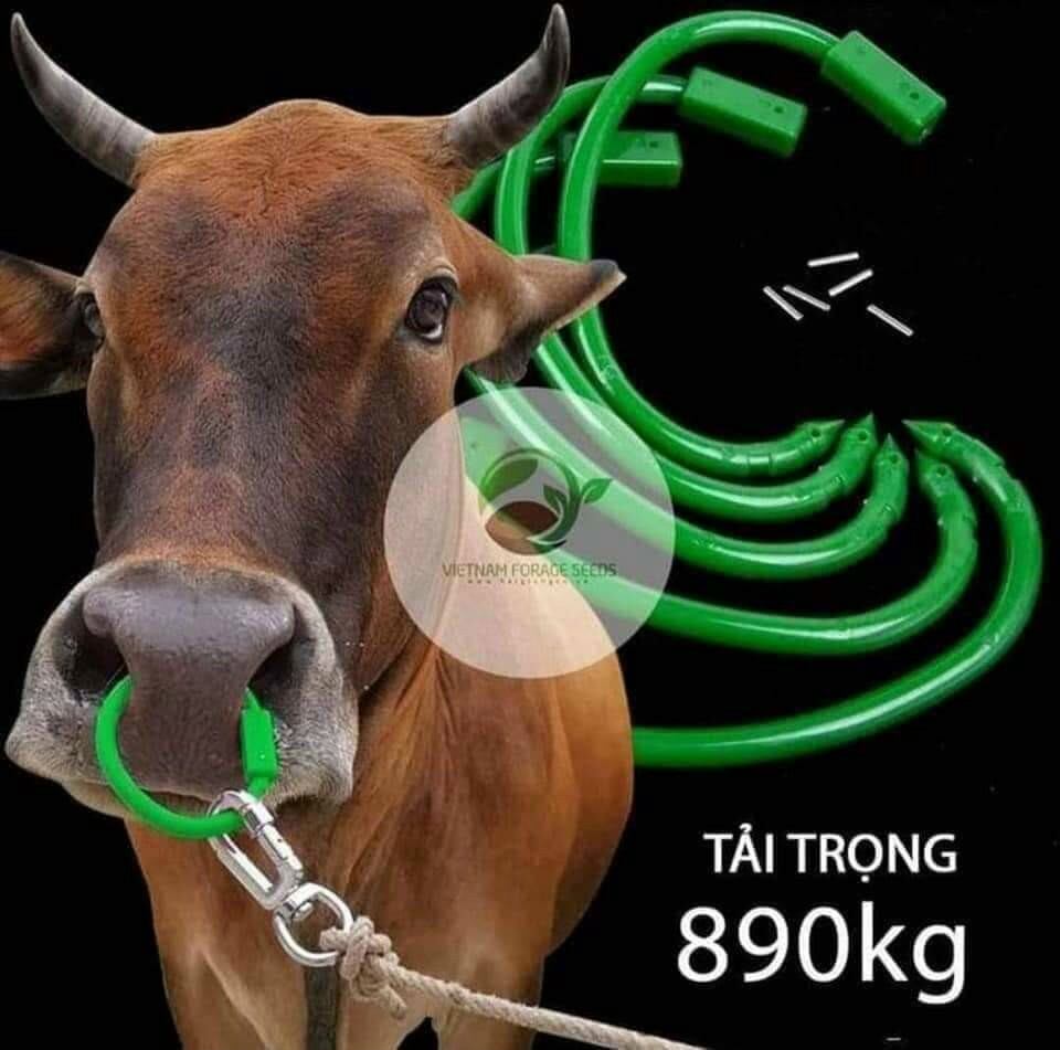 Vòng xỏ mũi trâu bò có chốt
