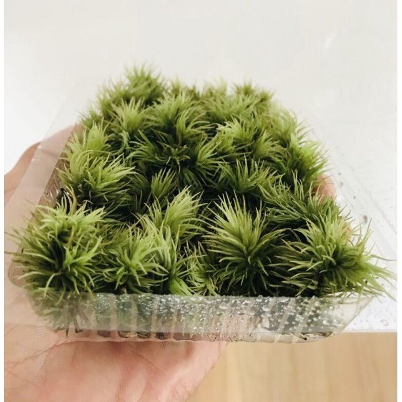 Rêu Giganteum