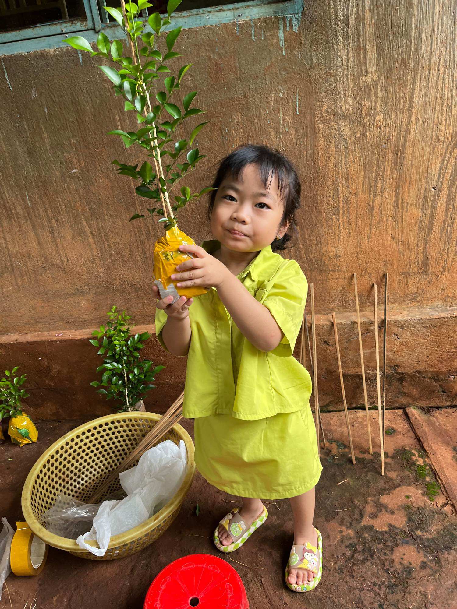 Cây nguyệt quế con nguyệt quế giống nguyệt quế hoa trắng cây cảnh có hoa màu trắng quả đỏ và nhỏ như quả ớt