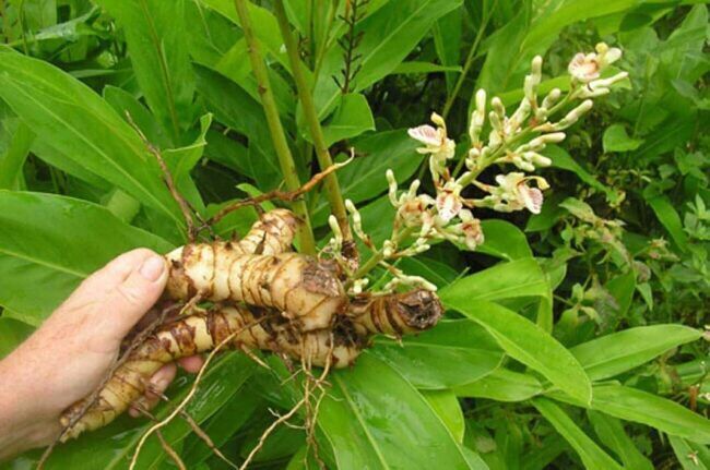Củ Riềng giống
