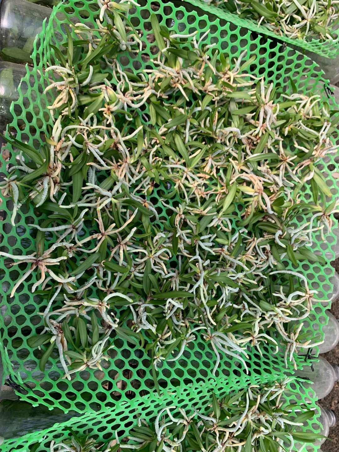 5 cây lan ngọc điểm thái đủ màu. size nhỏ