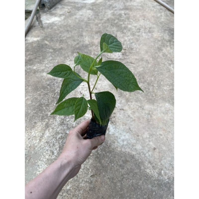 cây giống hoa đại cát