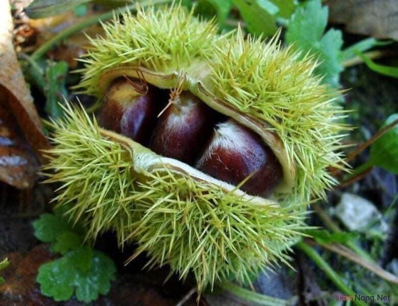 Cây giống hạt dẻ đen trùng Khánh -hạt dẻ đen ăn hạt