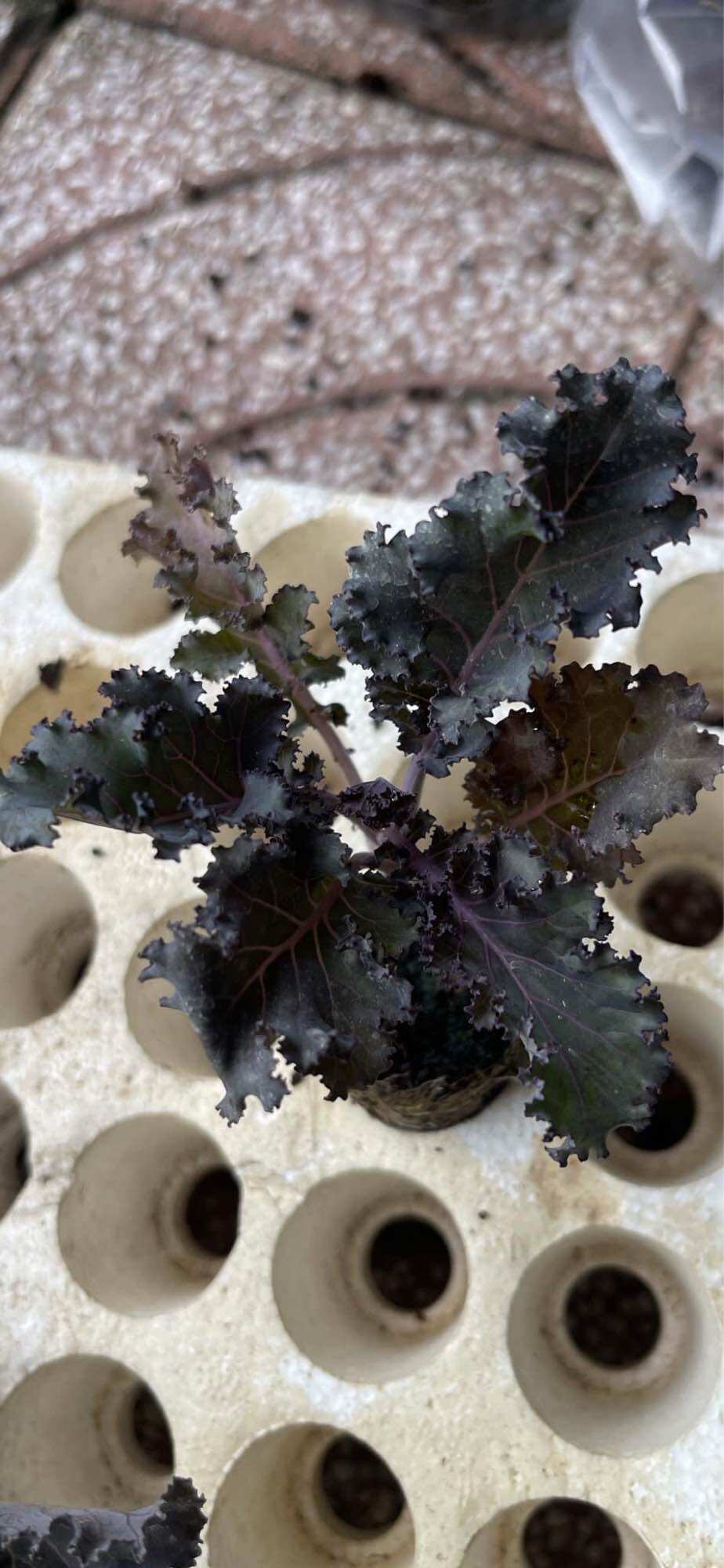 Combo 10 kale Tim size Vỉ