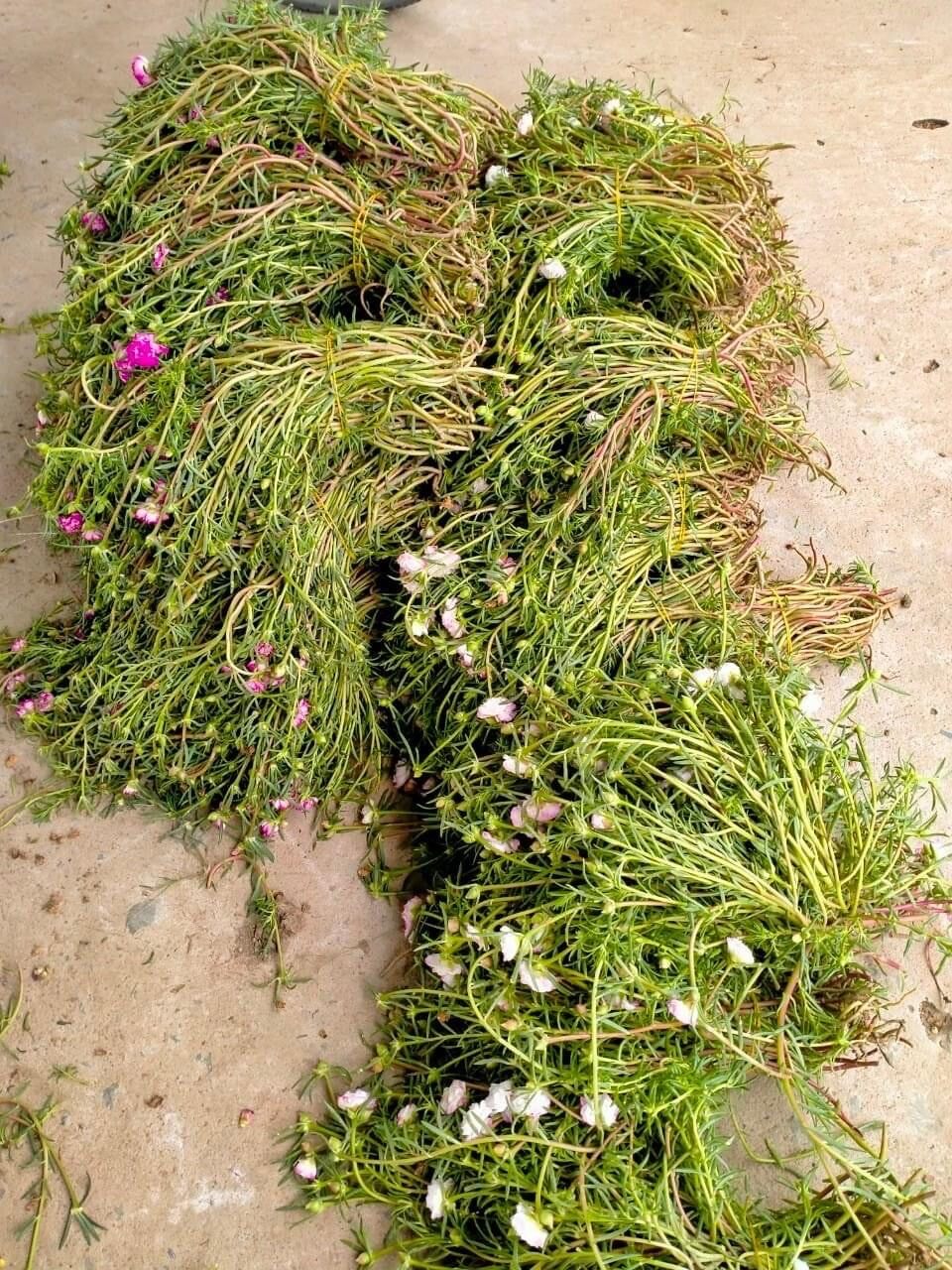hoa mười giờ thái kép (1 bó)