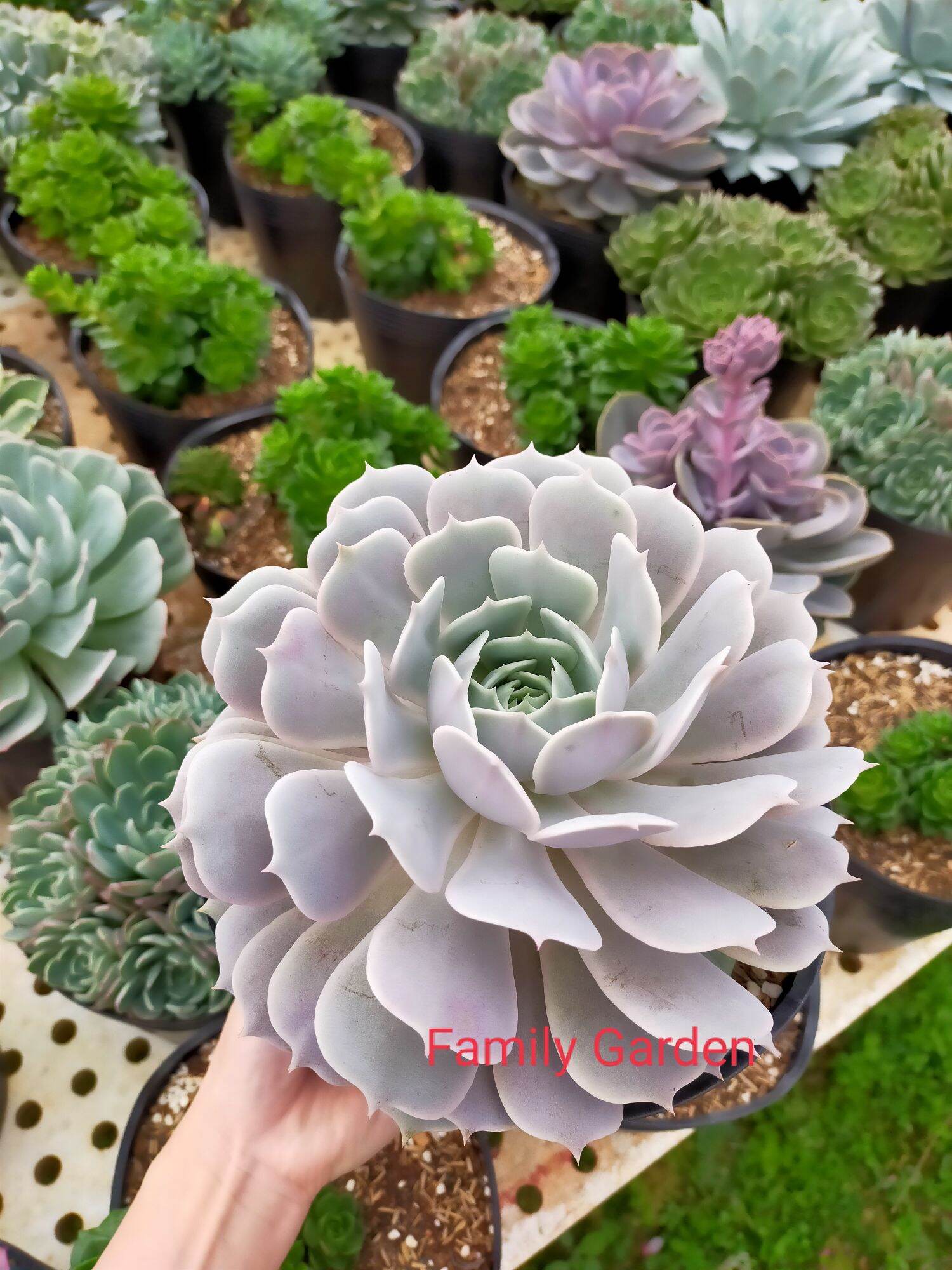 Sen đá lola hồng đalat🌲size đại 18-20cm🌵cây siêu cute ❤️lỗi 1 đổi 1 ❄️