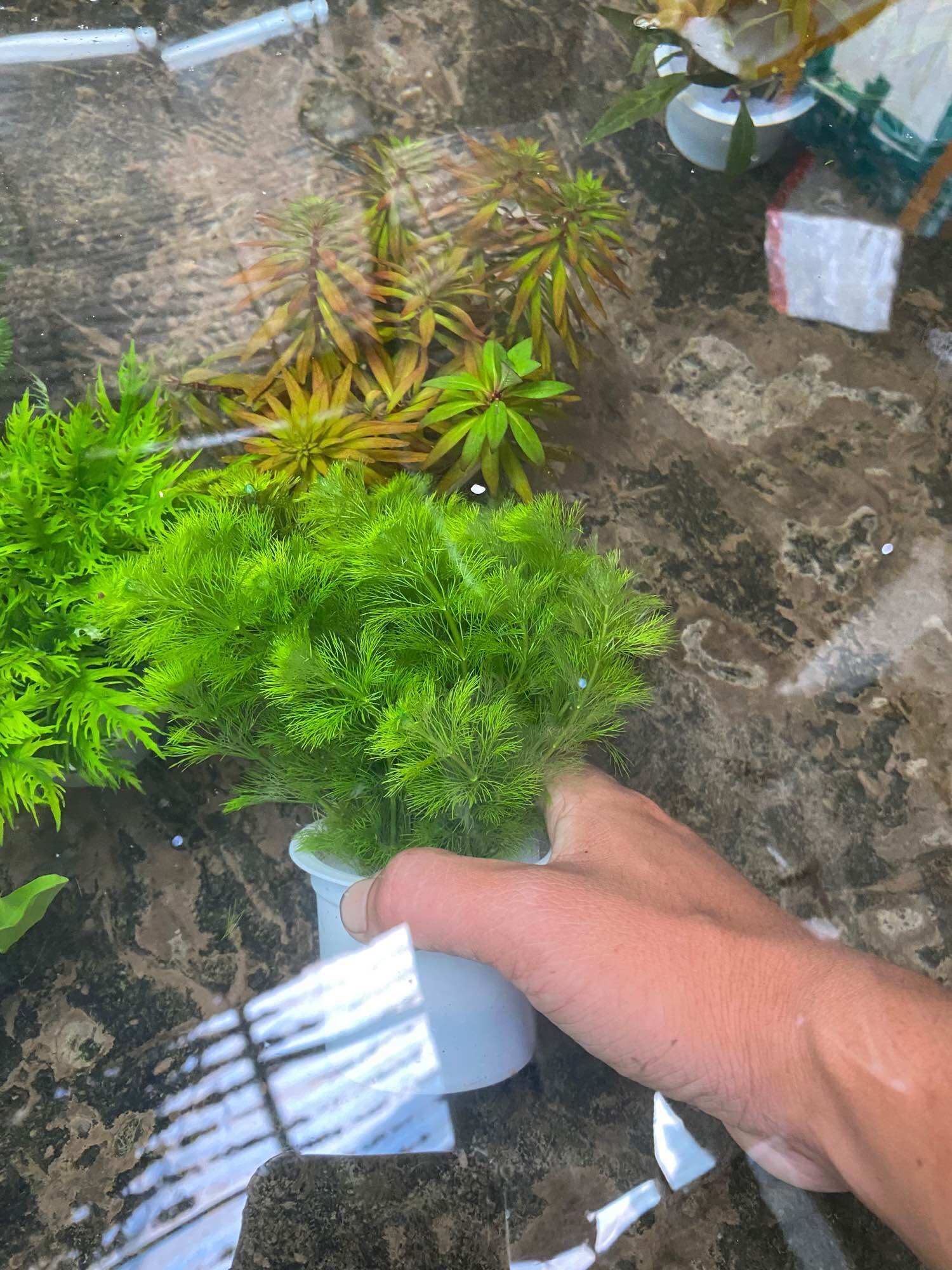 CÂY THỦY SINH TIỂU BẢO THÁP-40K/15NGỌN