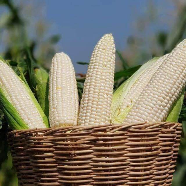 500g Hạt giống bắp nếp
