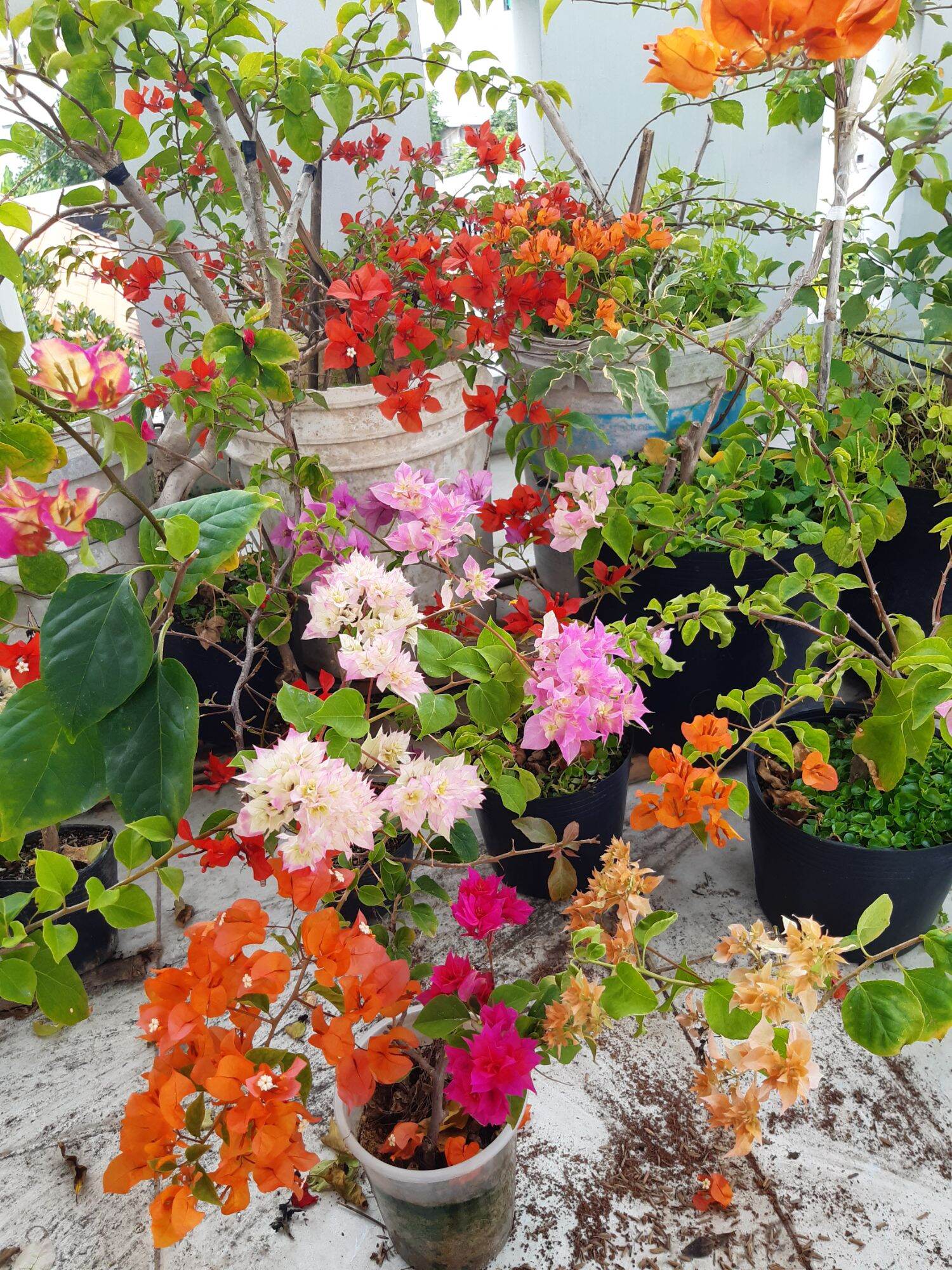 hoa giấy kép hồng
