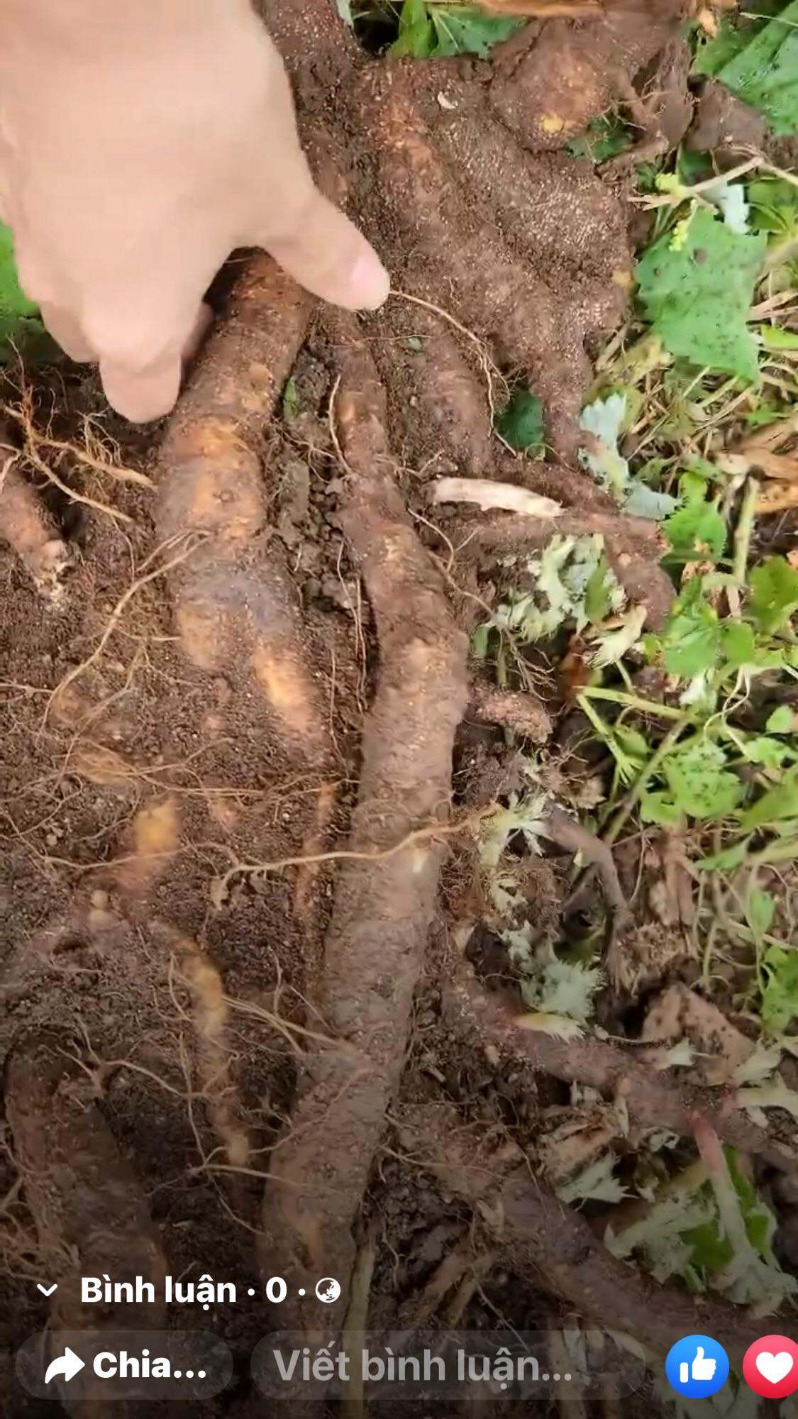 1kg củ gai tươi an thai