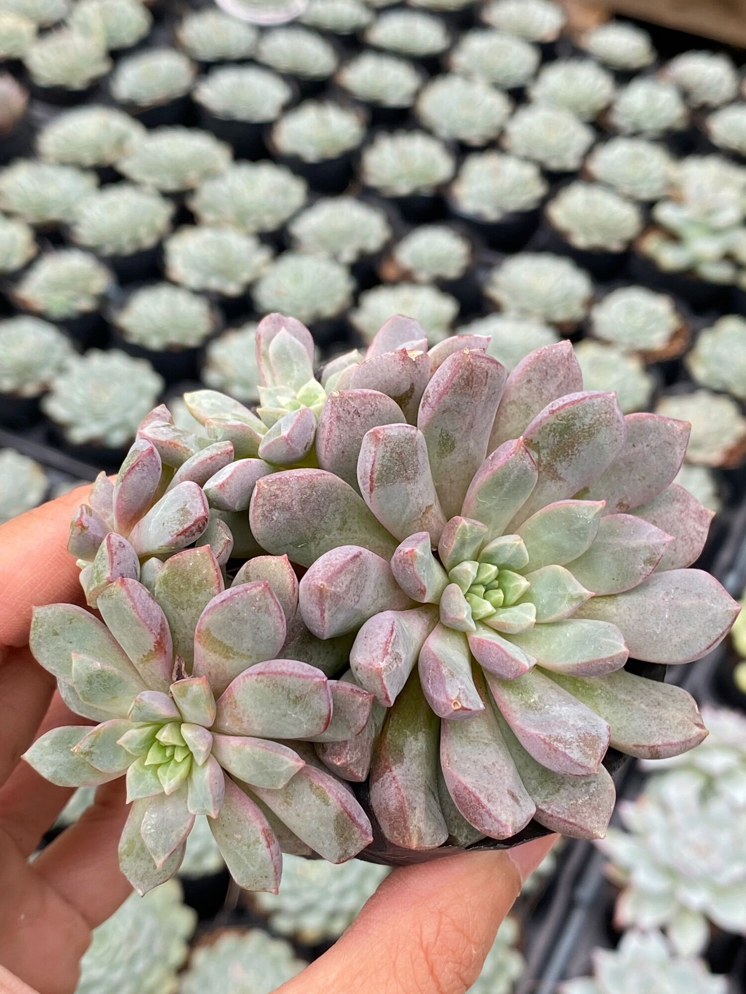 Sen đá Ruby tím size bầu 5cm Hư 1 Đổi 1