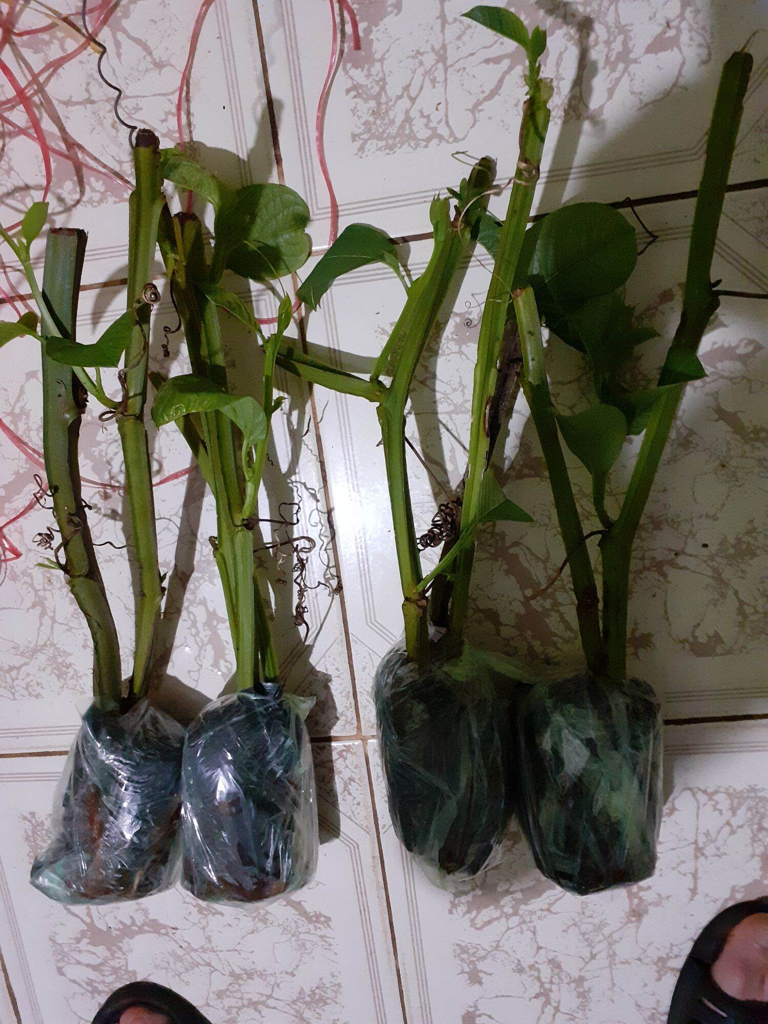 cây giống dưa gang tây