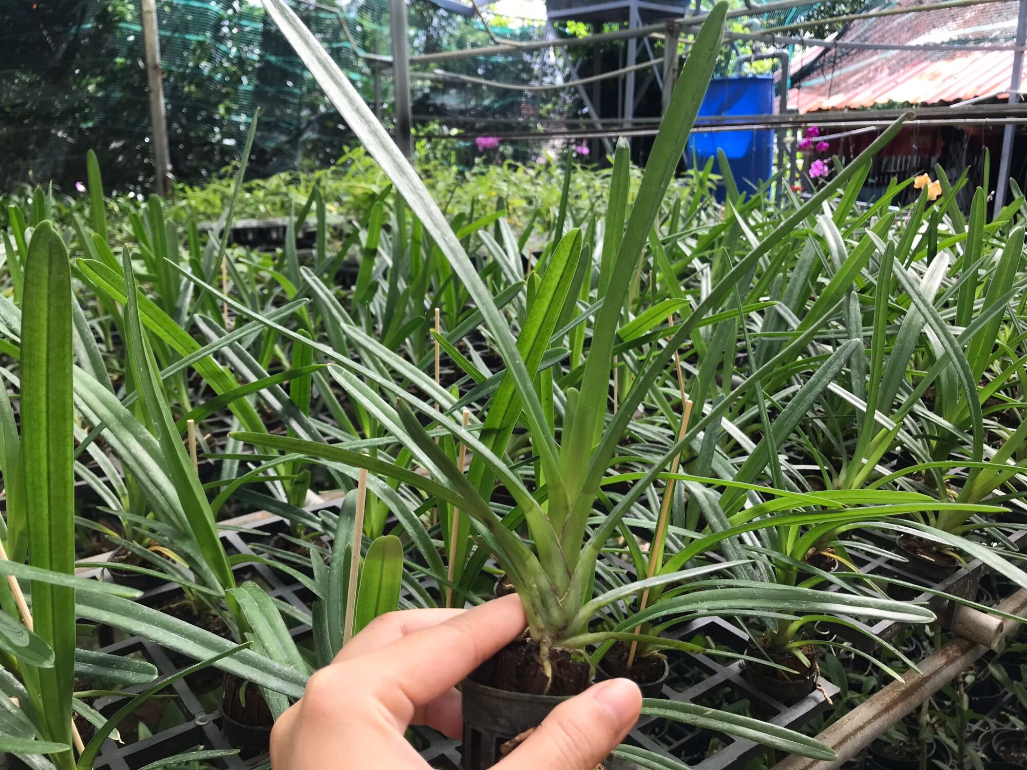 Lan Kiếm Phan Trí - hàng gieo hạt (cây con)