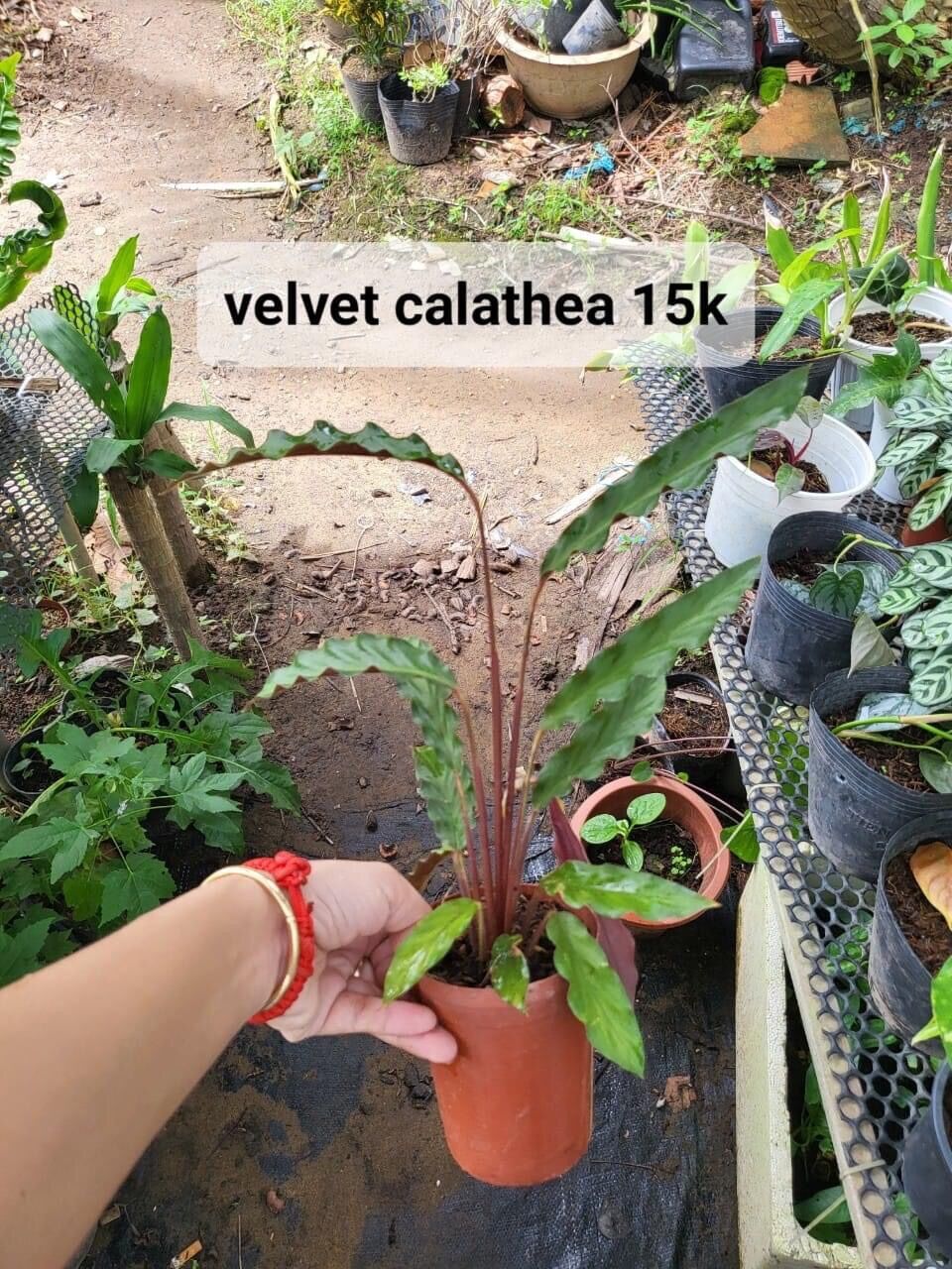 Velvet calathea
