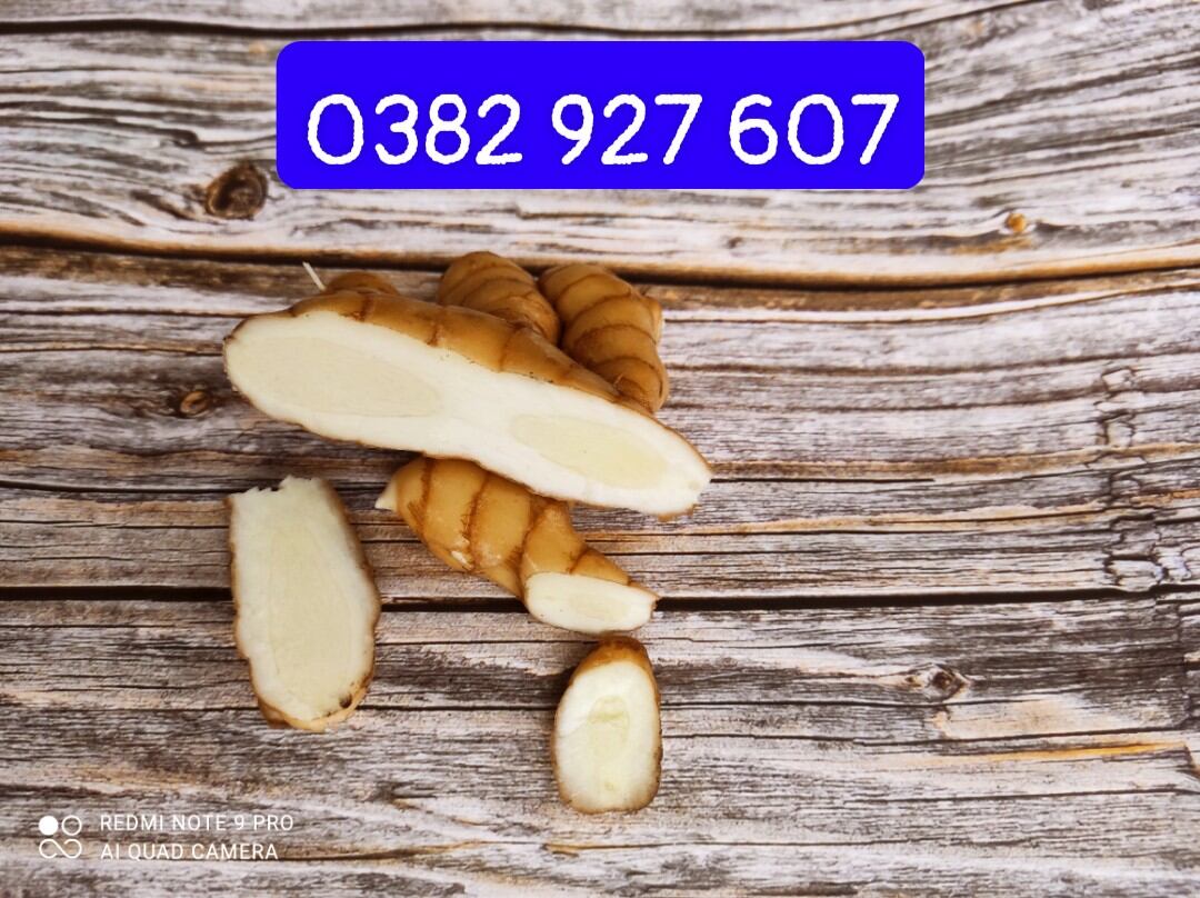 Củ nghệ trắng tươi 1 kg