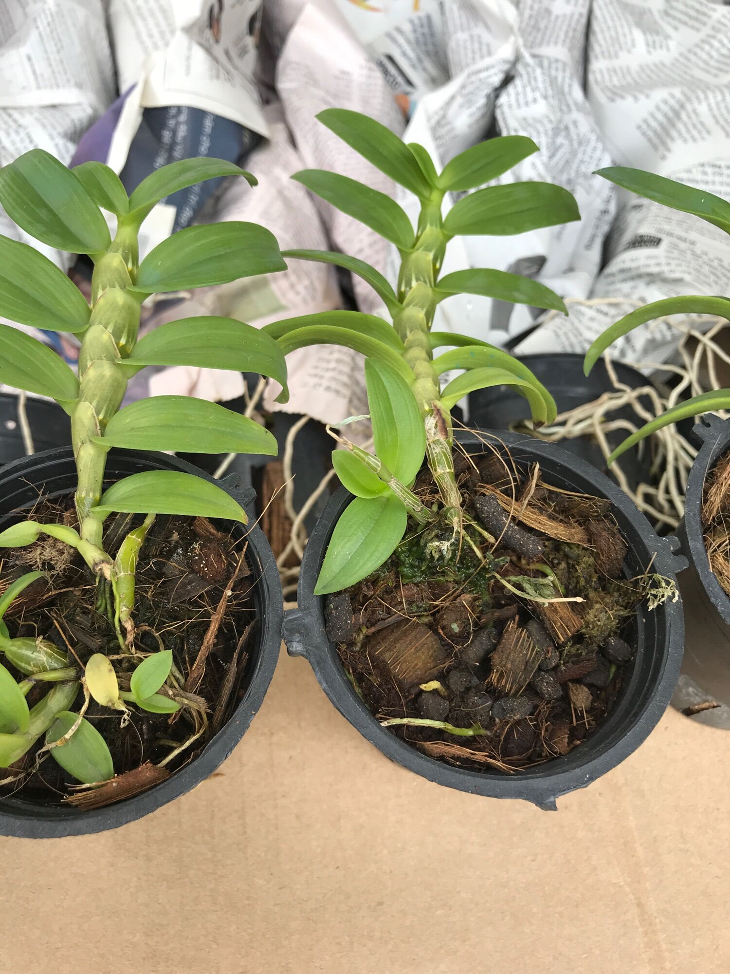 5 cánh trắng gieo hạt hoa sổ