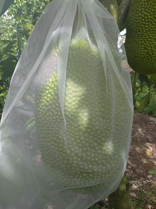 10 túi bọc mít lưới mùng cỡ 50x70cm