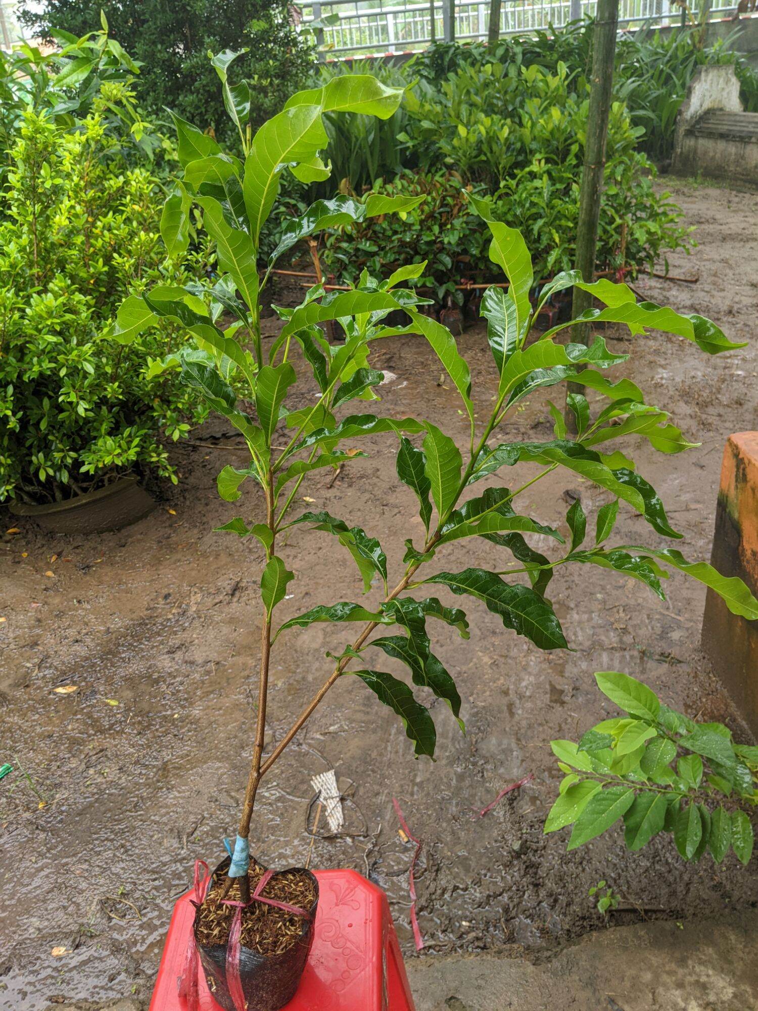 Cây giống vú sữa Hoàng Kim