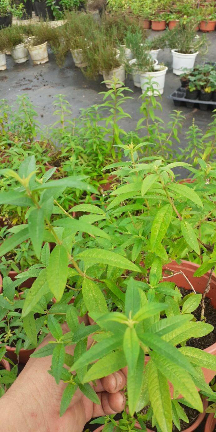 Bạc hà xả chanh pháp chậu trung