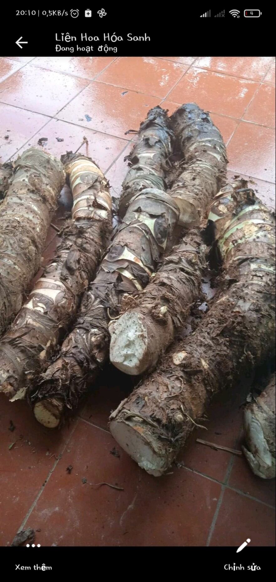 (Mua 5 tặng 1)Combo 5 Kg Củ Bạc Hà Núi Cấm Tri Ung Thu.